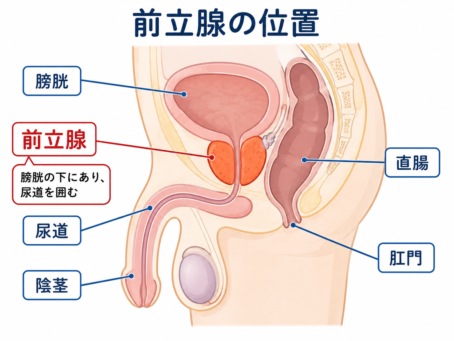 前立腺の位置図解。膀胱の下・直腸の前面に位置し、肛門から約5cm内側にある解剖図
